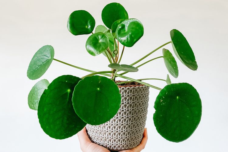 Intip Harga  Pilea Peperomioides dan Cara Merawatnya 