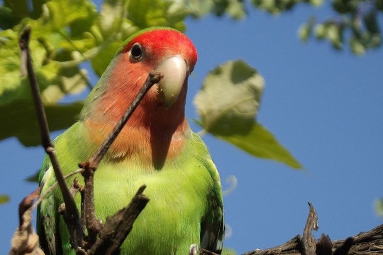 6 Makanan Burung Lovebird Terbaik Biar Tetap Sehat Dan Cepat Gacor Portal Jember