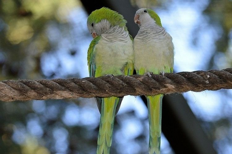 4 Ciri-ciri Lovebird Siap Kawin, Wajib Tahu Bagi yang Ingin Budidaya -  Portal Jember