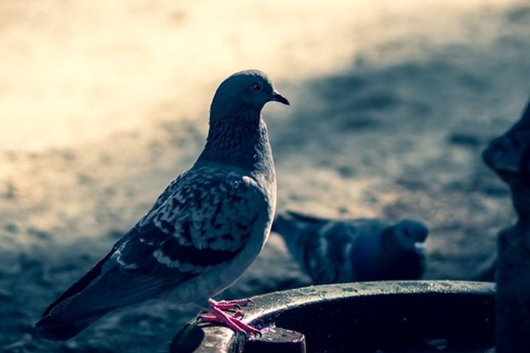 Mitos Makan Burung Dara Saat Hamil Pencarian terkait