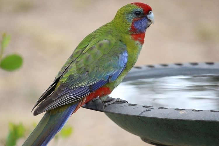 6 Merk Vitamin Burung Kicau Terbaik Bikin Lovebird Kenari Dan Murai Peliharaan Jadi Gacor Portal Jember