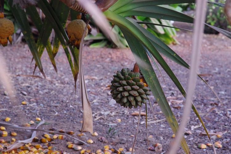 3 Manfaat Pandan untuk Kesehatan, Daun dan Buahnya Bantu Kontrol Gula