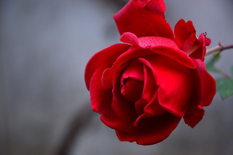 Mudah Sekali 6 Cara Agar Tanaman Mawar Subur Dan Berbunga Cantik Pikiran Rakyat Sumedang