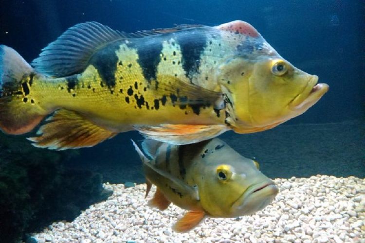  Harga  Terbaru Ikan Hias  Predator Peacock Bass yang Lagi 