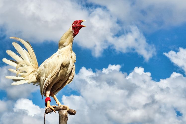 Jarang Diketahui Ini Arti Ayam Berkokok Di Tengah Malam Menurut Islam Ruang Terang