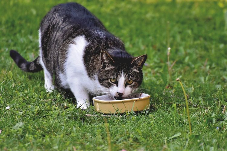 Bisa Buat Di Rumah Resep Makanan Kucing Agar Gemuk Dengan Tempe Dan Ikan Kabar Besuki