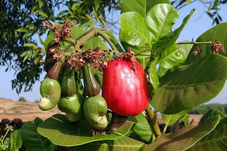 5 Manfaat Buah Jambu Mete Bagi Tubuh Yang Jarang Diketahui Menurunkan Berat Badan Salah Satunya 