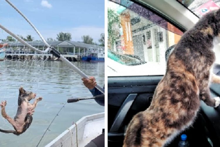 Anak Kucing Terbawa Hanyut Di Sungai Kondisinya Setelah Diselamatkan Jadi Sorotan Pikiran Rakyat Bekasi Halaman 3