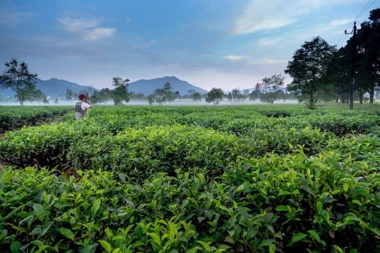 Lowongan Kerja Di Kebun Perusahaan Es Teh Indonesia Karawang Post