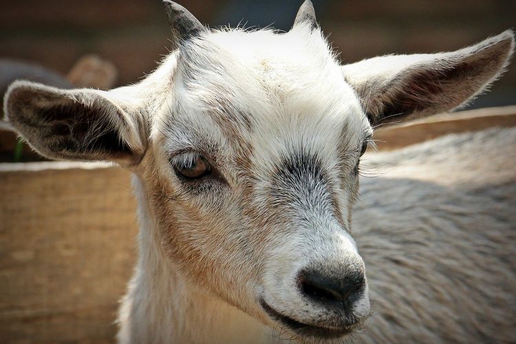 4 Cara Mudah Membersihkan Bulu Kulit Kambing Dan Tips Agar Tidak Bau Prengus Portal Jember