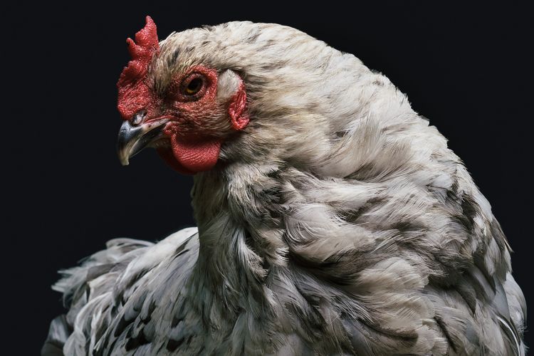 Sembelih Ayam yang Tertabrak Motor Apakah Halal? ini Penjelasan Gus