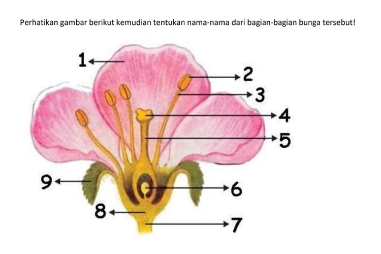 Gambar Bagian Bunga dan Cara Penyerbukan Bunga, Mulai dari Alami Hingga  Bantuan Serangga - Portal Purwokerto