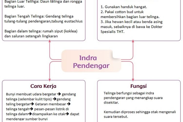 Buat Peta Pikiran Indra Pendengar Kunci Jawaban Tema 1 Kelas 4 Sd Hal 103 104 Ringtimes Bali