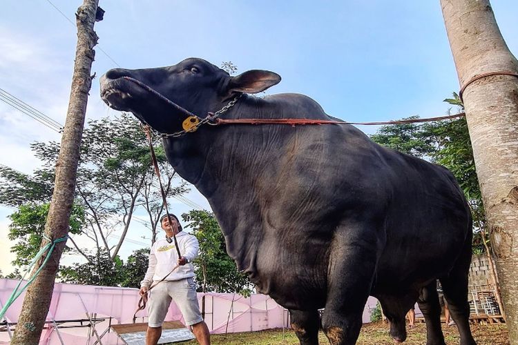 Miliki Sapi Kurban Bernama Grandong Yang Berbobot 1 3 Ton Irfan Hakim Senang Kan Kamu Mau Dikurbankan Pikiran Rakyat Tasikmalaya