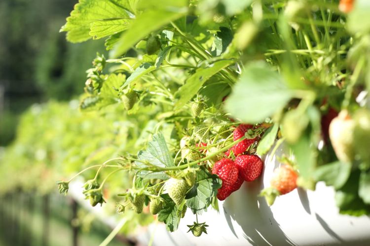 Strawberry dapat dikembangbiakan secara vegetatif buatan dengan cara