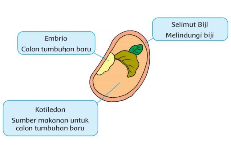 Tuliskan Tahapan Daur Hidup Tanaman Semangka Kunci Jawaban Tema 1 Kelas 3 Sd Mi Halaman 155 Dan 156 Kabar Lumajang
