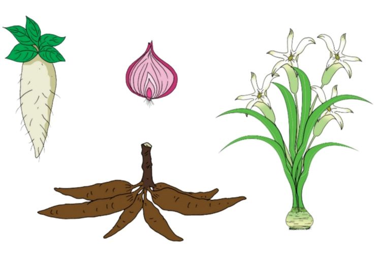 Umbi lapis umbi batang dan tunas termasuk contoh perkembangbiakan vegetatif