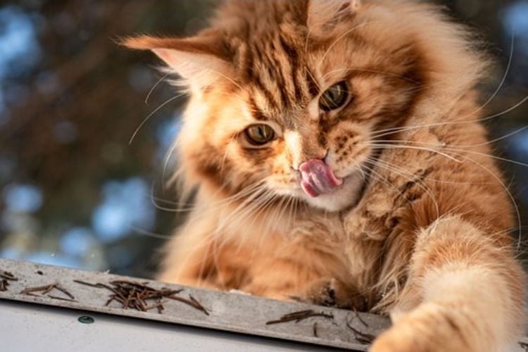 4 Cara Merawat Bulu Kucing Maine Coon agar Tidak Rontok - menyikat bulu
kucing