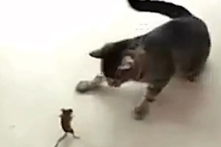 Viral Video Tikus Berdiri Tegak Hendak Melawan Kucing yang 