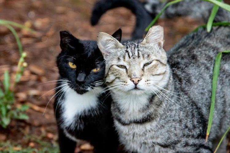 4 Fakta Unik Kucing Kampung yang Tidak Kalah dari Kucing Ras 