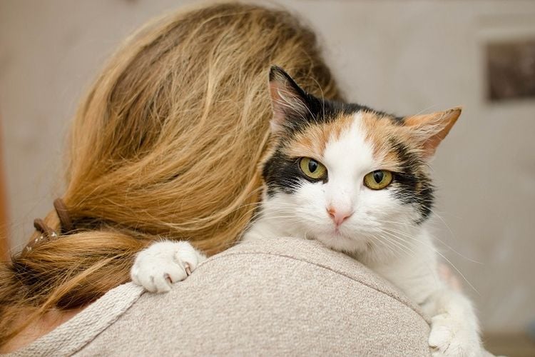 Pelihara Kucing Bisa Berdampak Kurang Baik Lantaran Hal Ini 