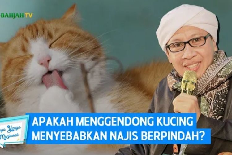  Apakah  Menggendong Kucing  Menyebabkan Najis  Berpindah Ini 