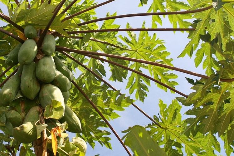 4 Benefits of Papaya Leaves Turns Out One of them can Relieve Cramps during Menstruation