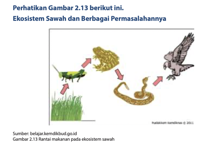 Apa Yang Terjadi Dengan Populasi Katak Pada Ekosistem Sawah Tersebut