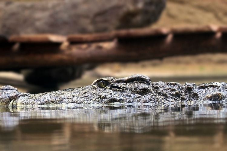 Seorang Remaja di Lampung Tewas Setelah Diterkam Buaya