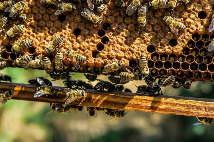 New study finds honey bee venom can kill breast cancer cells