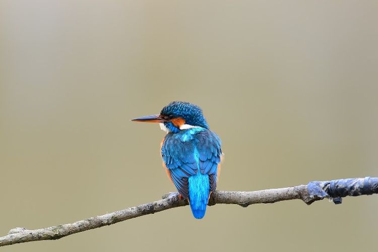 Arti Mimpi Melihat Burung Sebuah Pertanda Baik Atau Buruk Simak Penjelasan Berikut Ini