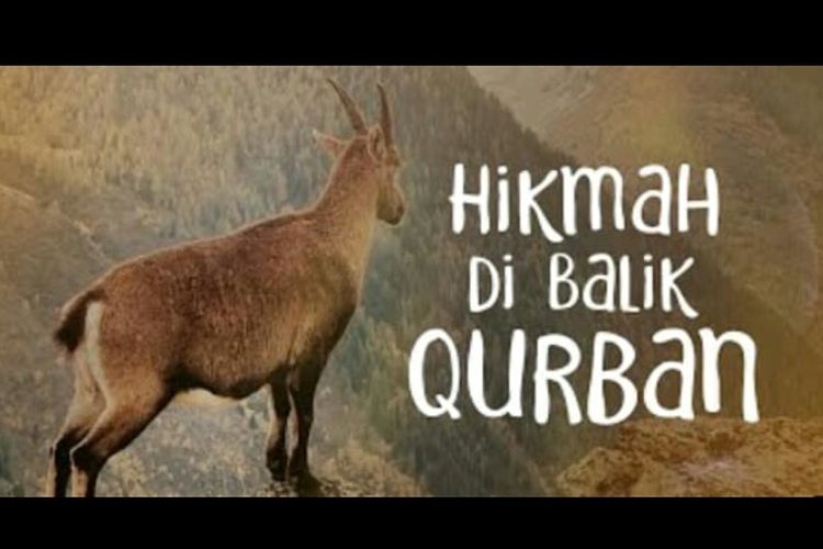 Mutiara Hikmah Apa Hikmah Di Balik Qurban Begini Penjelasan Ustadz M