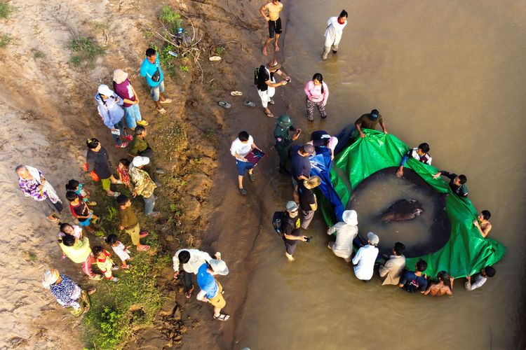 Ikan Air Tawar Terbesar Di Dunia Tertangkap Beratnya Kg