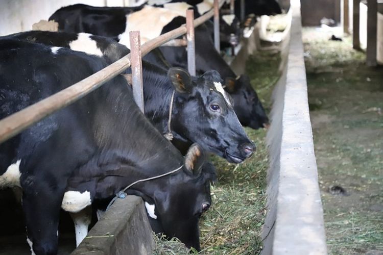 Kurban Kambing Atau Patungan Sapi Lebih Utama Mana Simak Penjelasan