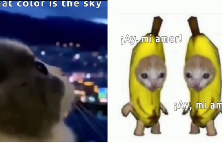 Lirik Lagu Dan Terjemahan Un Poco Loco Viral Meme Tiktok What Color Is The Sky Ay Mi Amor Ay 0064