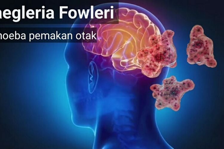 Apa Itu Naegleria Fowleri? Ini Gejala, Masa Inkubasi Dan Pencegahan ...