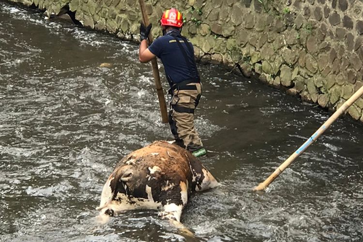 Duh, Ada Bangkai Sapi yang Sempat Nyangkut di Sungai di Cigondewah, Baunya Bikin Warga Tidak Nyaman
