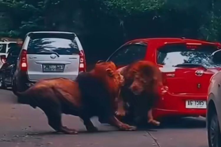 Viral Mobil Ditabrak Singa, Korban Enggan Damai dengan Pelaku