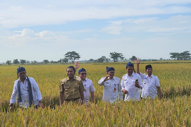 Petani Banten Panen Padi, Dinas Pertanian Banten Jelaskan Rincian Ini ...