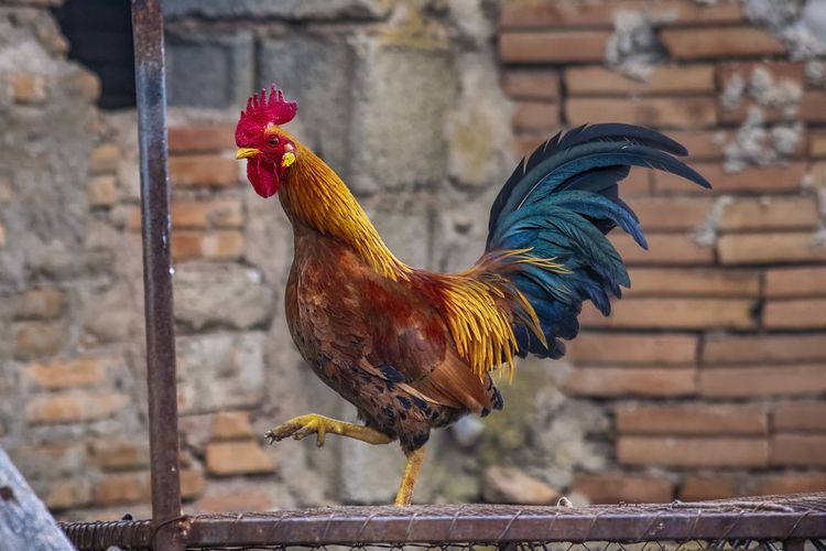 17 Bule di Bali Terganggu Suara Kokok Ayam, Kemenparekraf: Wisatawan Jangan Over Acting