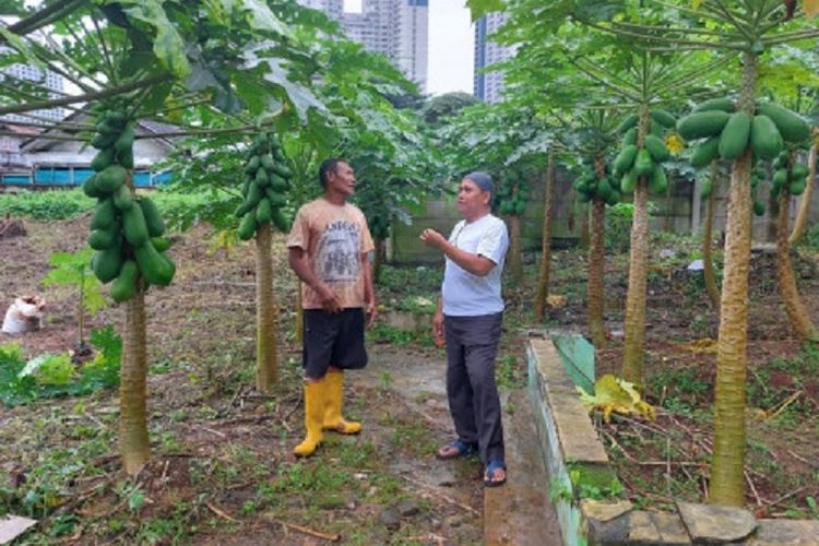 Pepaya California akan Jadi Ikon Warga Karet Tengsin di Tengah Kota Jakarta