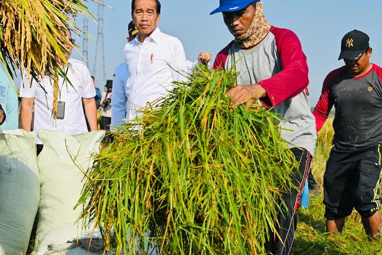 Jokowi Tinjau Panen Raya di Ngawi: Kesuburan Tiap Daerah Berbeda