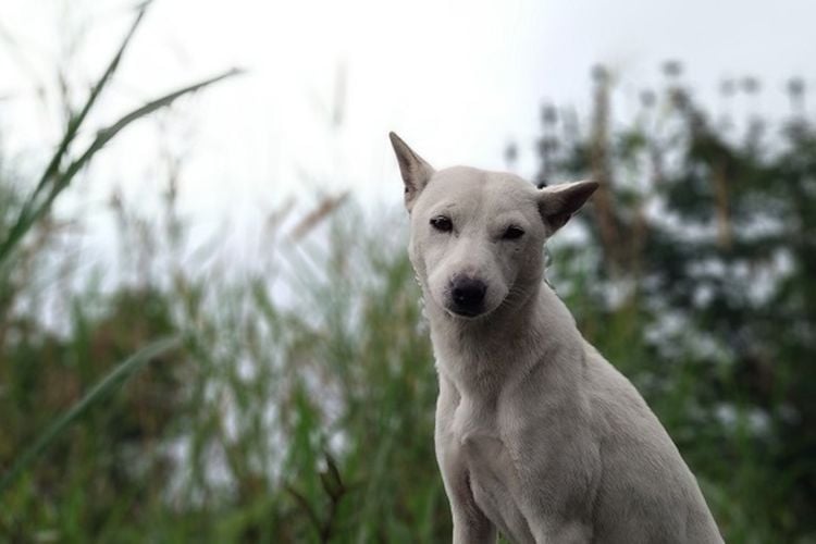 Anjing Gila Gigit Wajah Bocah di Dompu NTB, Polisi Instruksikan Pemusnahan