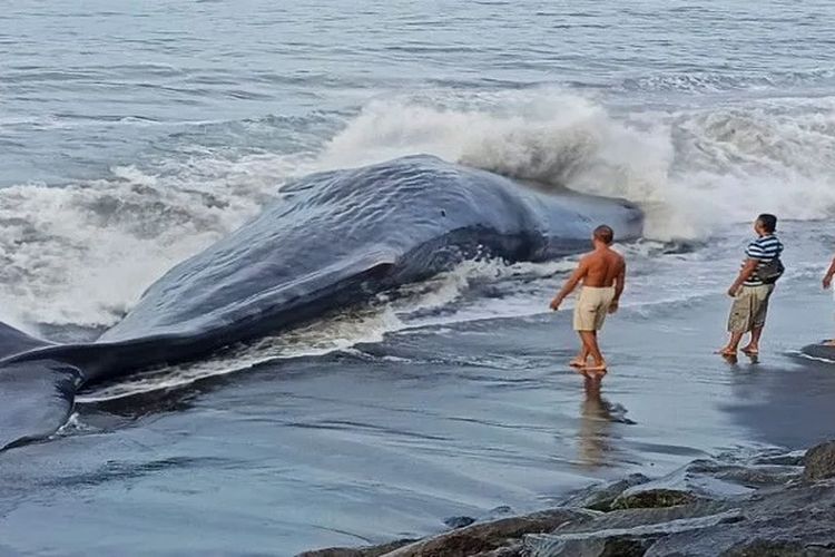 3 Paus Terdampar di Pantai Bali dalam Sepekan, Langsung Jadi Sorotan Dunia