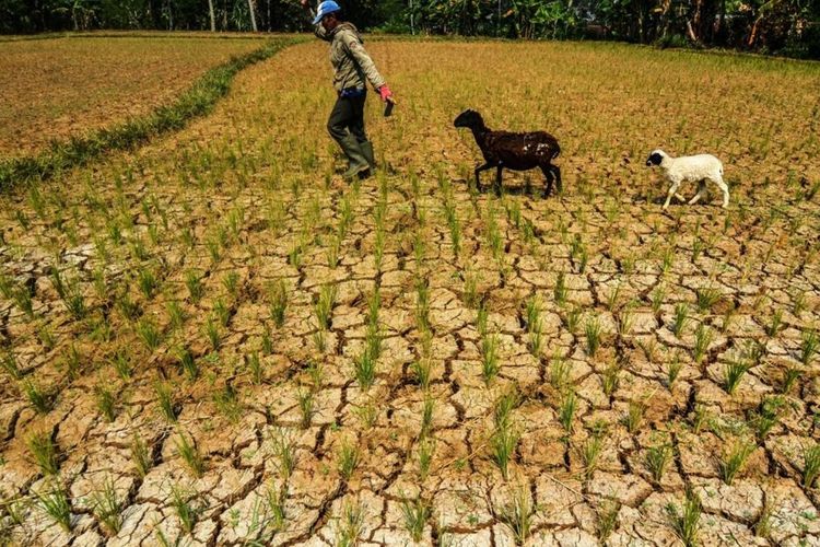 3 Cara Cegah Gagal Panen Akibat El Nino, Jangan Asal Pilih Benih Padi