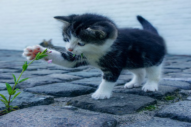 GAME TTS Tebak Tebakan Kucing di Atas Pohon Kalau Turun Apanya ...