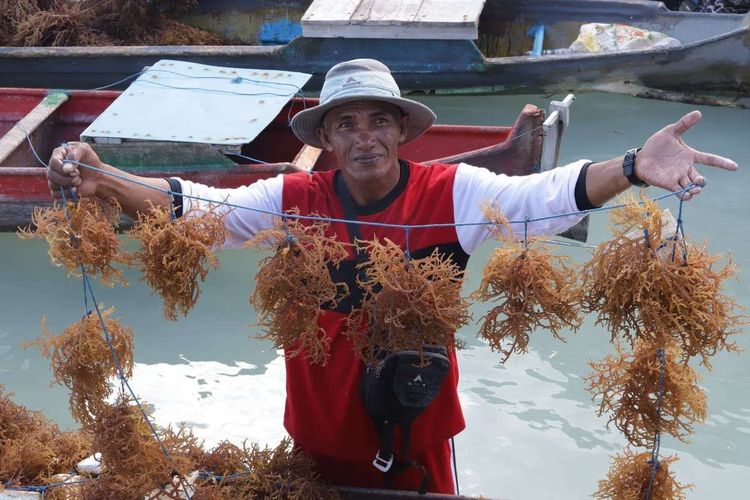 Pemerintah Kembangkan Hilirisasi Budidaya Rumput Laut Di Dalam Negeri