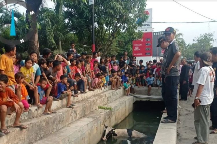 Sapi Tercebur ke Selokan di Kalideres Jakarta, Kaget Dengar Klakson Mobil