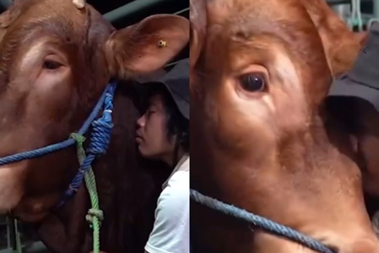 Viral Momen Perpisahan Pria dan Sapi yang akan Dikurbankan, Netizen: Kok Nyesek Liatnya