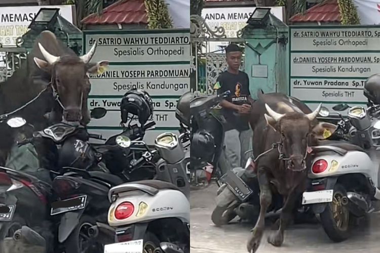Sapi Kabur ke Area Parkir Jelang Idul Adha, Netizen: yang Punya Motor Bingung
